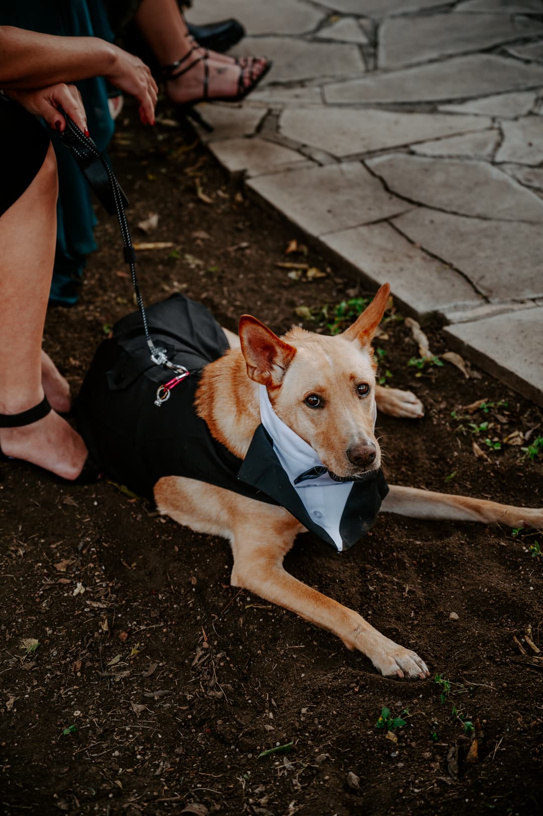Best Dog & Ring Bearer